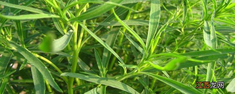 扫树苗的功效和作用 扫树苗的功效