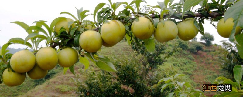 蜂糖李哪里适合种植 蜂糖李种植基地