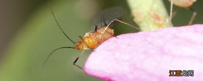 土法消灭蜜虫 巧除小蜜虫土办法