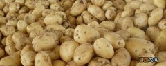 马铃薯和土豆的区别,土豆是果实 马铃薯和土豆的区别