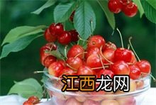 樱桃百科 红樱一号樱桃百科