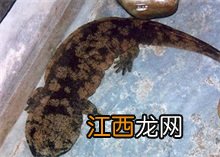 大鲵属于什么 大鲵百科