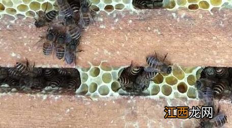 养蜜蜂有钱赚吗 在农村养殖蜜蜂能赚钱吗