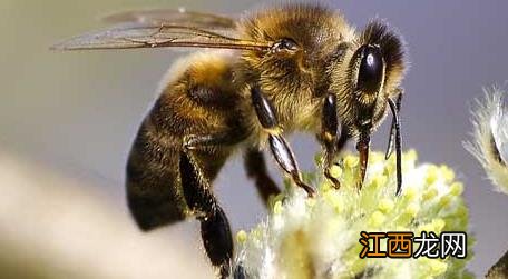 成立养蜂合作社有补贴吗 养蜂合作社有哪些补贴