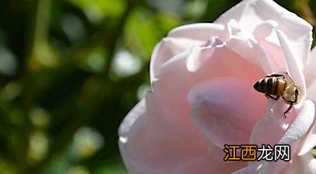 被蜜蜂蛰了会自愈吗 狗狗被蜜蜂蛰了会自愈吗