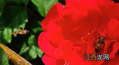 被蜜蜂蛰了擦什么药膏好 被蜜蜂蛰了擦什么药膏