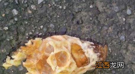 王台刚封盖可以分蜂吗 王台封盖后几天会自然分蜂