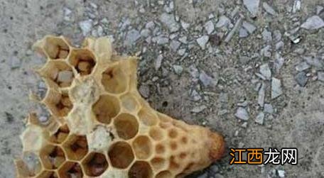 王台刚封盖可以分蜂吗 王台封盖后几天会自然分蜂