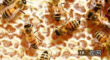 蜜蜂吃白糖会产蜂蜜吗 蜜蜂可以直接吃白糖吗
