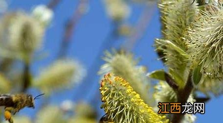蜜蜂采蜜是什么季节 蜜蜂采蜜的季节是哪个季节
