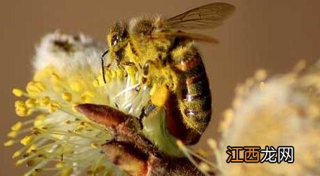 为什么蜜蜂要采花 蜜蜂采花蜜是为了什么