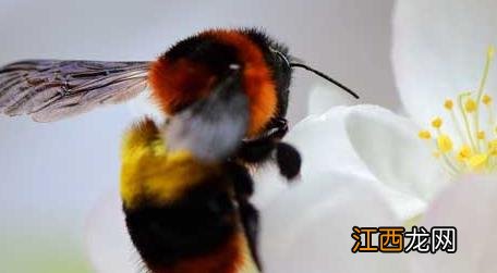 蜂类的品种及图片大全 蜂的品种和图片大全