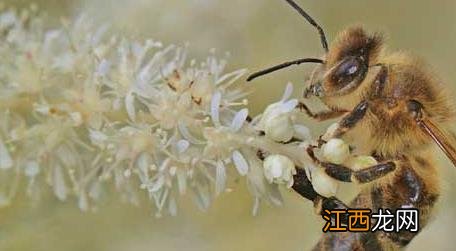 蝴蝶是昆虫吗 蜜蜂是昆虫吗