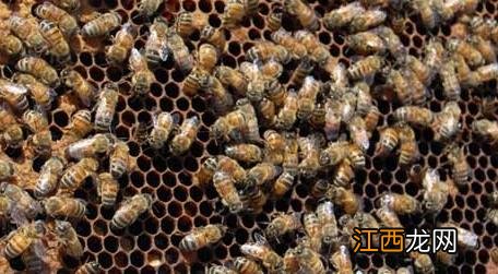 蜂王是公的还是母的 蜂王是公的母的?