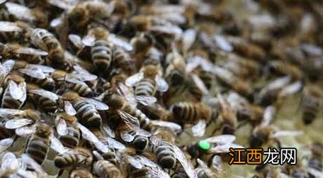 蜂王是公的还是母的 蜂王是公的母的?