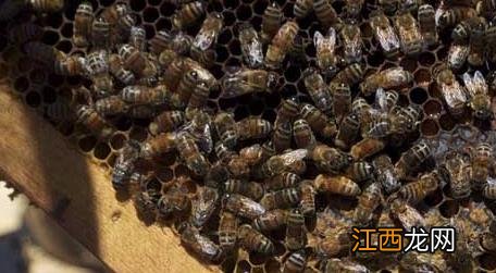 蜂王是公的还是母的 蜂王是公的母的?