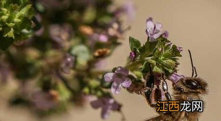 被蜜蜂蛰了怎么处理才好 被蜜蜂蛰了怎么处理最好