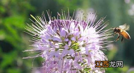 蜜蜂生物学基础知识 蜜蜂有哪些生物学特性