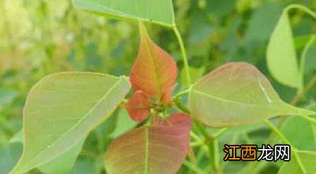 我国主要蜜源植物分布及花期 蜜源植物的种类多样性及其园林应用