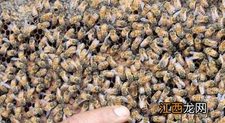 胡蜂有蜂后吗 蜂群中的蜂后如何辨别