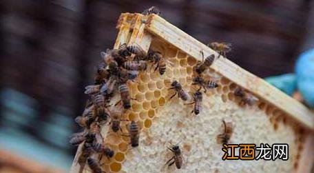 一脾蜂要发展多久才能分蜂 一脾蜂一个月繁殖多少