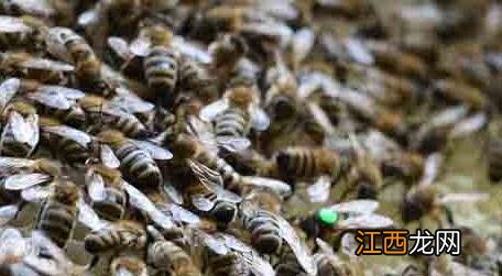 双王群上继箱视频 双王群怎么上继箱