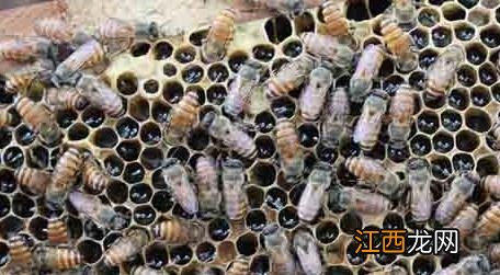 双王群上继箱视频 双王群怎么上继箱