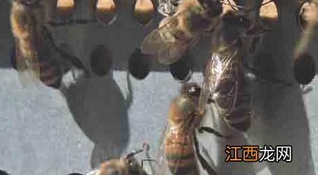 双王群上继箱视频 双王群怎么上继箱