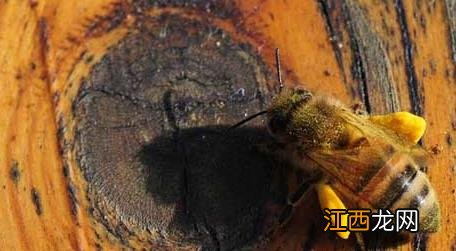 新手如何养蜜蜂 新手怎样学养蜜蜂