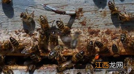 新手如何养蜜蜂 新手怎样学养蜜蜂