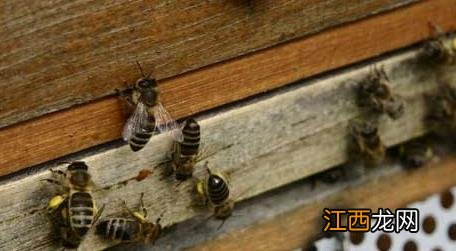 新手如何养蜜蜂 新手怎样学养蜜蜂