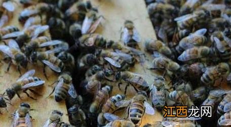 新手如何养蜜蜂 新手怎样学养蜜蜂