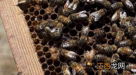 为什么蜜蜂越养越少了 蜜蜂太少了值得养吗