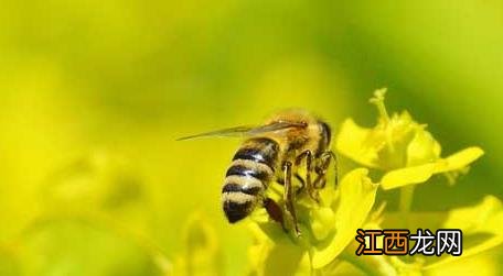 最简单找山蜜蜂方法冬天,,,,,,,,,,,冬天收蜂 最简单找山蜜蜂方法