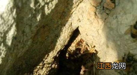 农村诱蜂秘方及注意事项 最有效的诱蜂方法