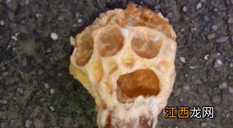 蜜蜂怎么育王全部过程序 蜜蜂人工育王方法及注意事项