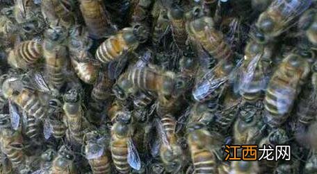 胡蜂蜂王死后职蜂 工蜂围王蜂王多久会死