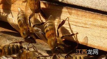 蜜蜂与蜜蜂打架会出现哪些问题 蜜蜂打架的原因及解决方法