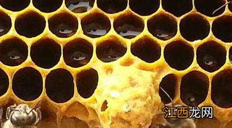 冬天养蜂要注意些什么事情 春季养蜂技术及注意事项