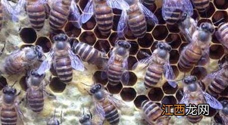 冬天养蜂要注意些什么事情 春季养蜂技术及注意事项