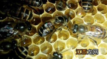 蜜蜂自然分蜂好还是人工分蜂好 自然分蜂好还是人工分蜂好