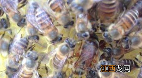 蜜蜂自然分蜂好还是人工分蜂好 自然分蜂好还是人工分蜂好