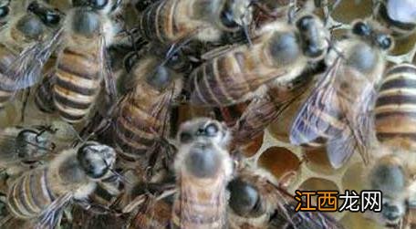 蜜蜂自然分蜂好还是人工分蜂好 自然分蜂好还是人工分蜂好