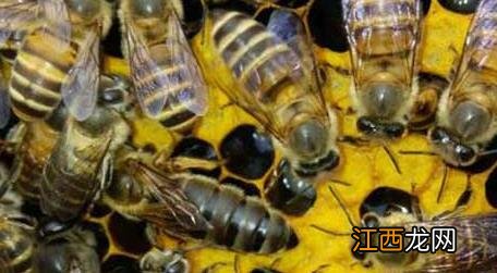 蜜蜂自然分蜂好还是人工分蜂好 自然分蜂好还是人工分蜂好