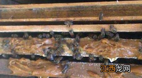 双王同群的方法 双王群春繁有什么技巧