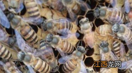 中蜂双王群真的弊大于利吗 中蜂双王群好养吗