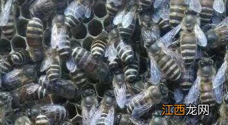 中蜂双王群真的弊大于利吗 中蜂双王群好养吗