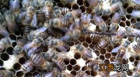 冬天怎样养蜂才有效果 冬天养蜂怎么保温才正确