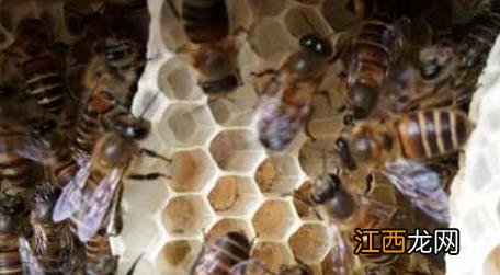 冬天蜜蜂如何喂食 蜜蜂冬天怎么喂养才安全