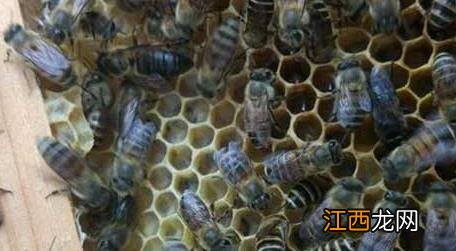 怎样养野蜜蜂它才不跑 野蜜蜂怎么养它不会跑